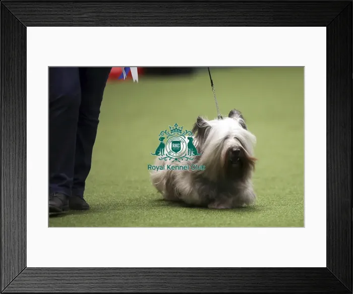 Framed Print : Crufts 2019 - Day One, NEC, UK - 7 Mar 2019 Framed Print : Crufts 2019 - Day One, NEC, UK - 7 Mar 2019