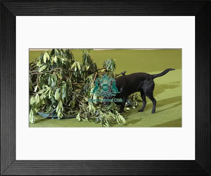 Framed Print : Crufts 2019 - Day One, NEC, UK - 7 Mar 2019 Framed Print : Crufts 2019 - Day One, NEC, UK - 7 Mar 2019