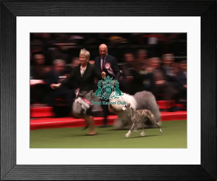 Framed Print : Crufts 2019 - Day One, NEC, UK - 7 Mar 2019 Framed Print : Crufts 2019 - Day One, NEC, UK - 7 Mar 2019