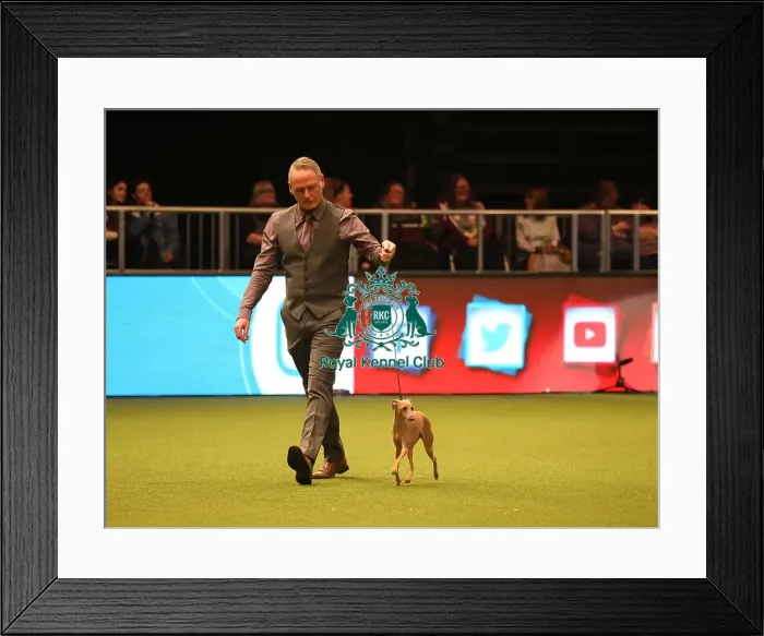 Framed Print : Crufts 2019 - Day One, NEC, UK - 7 Mar 2019 Framed Print : Crufts 2019 - Day One, NEC, UK - 7 Mar 2019