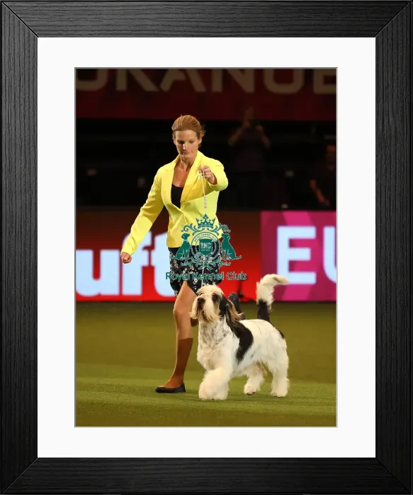 Framed Print : Crufts 2019 - Day One, NEC, UK - 7 Mar 2019 Framed Print : Crufts 2019 - Day One, NEC, UK - 7 Mar 2019