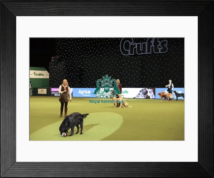 Framed Print : Crufts 2019 - Day One, NEC, UK - 7 Mar 2019 Framed Print : Crufts 2019 - Day One, NEC, UK - 7 Mar 2019