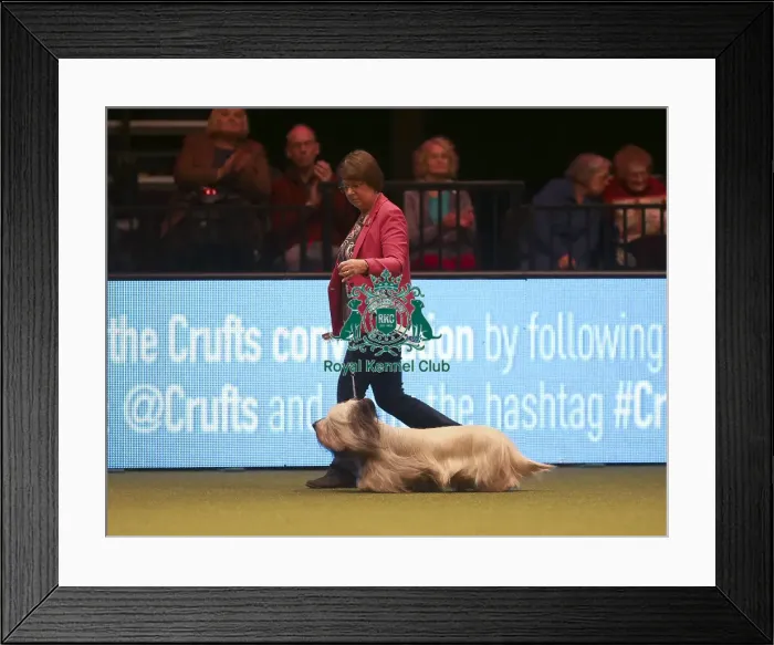 Framed Print : Crufts 2019 - Day One, NEC, UK - 7 Mar 2019 Framed Print : Crufts 2019 - Day One, NEC, UK - 7 Mar 2019