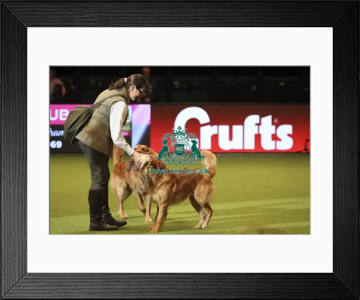 Framed Print : Crufts 2019 - Day One, NEC, UK - 7 Mar 2019 Framed Print : Crufts 2019 - Day One, NEC, UK - 7 Mar 2019