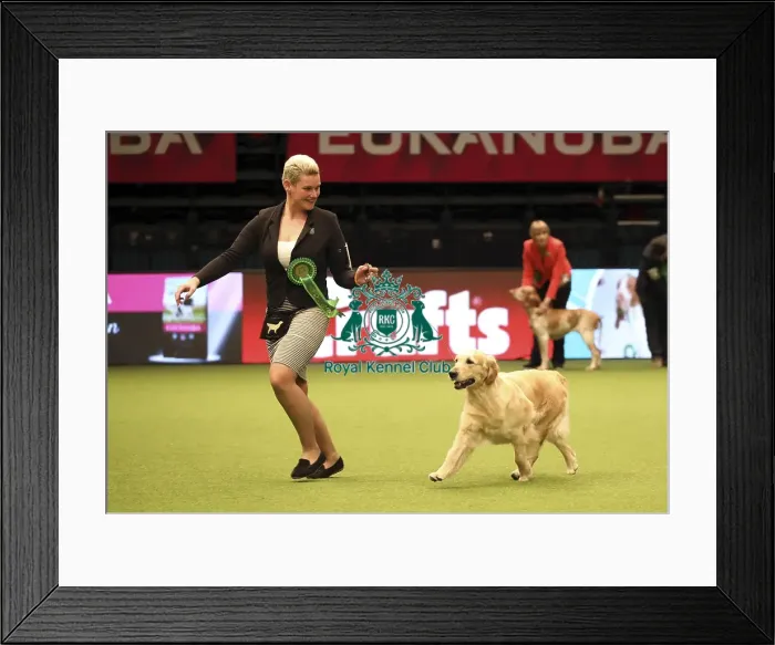 Framed Print : Crufts 2019 - Day One, NEC, UK - 7 Mar 2019 Framed Print : Crufts 2019 - Day One, NEC, UK - 7 Mar 2019