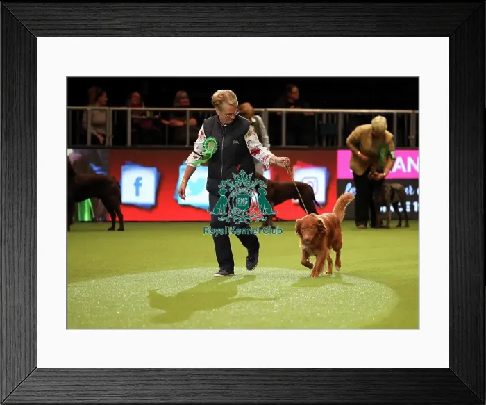 Framed Print : Crufts 2019 - Day One, NEC, UK - 7 Mar 2019 Framed Print : Crufts 2019 - Day One, NEC, UK - 7 Mar 2019