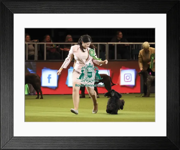 Framed Print : Crufts 2019 - Day One, NEC, UK - 7 Mar 2019 Framed Print : Crufts 2019 - Day One, NEC, UK - 7 Mar 2019