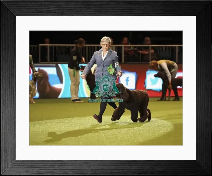 Framed Print : Crufts 2019 - Day One, NEC, UK - 7 Mar 2019 Framed Print : Crufts 2019 - Day One, NEC, UK - 7 Mar 2019