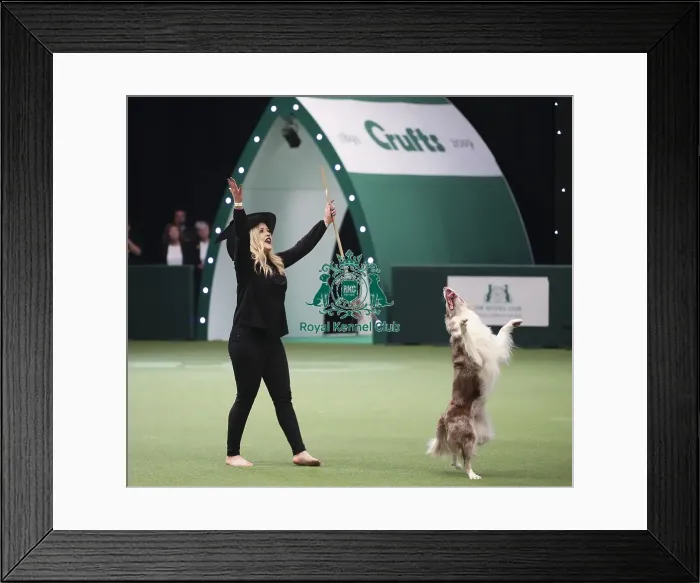 Framed Print : Crufts 2019 - Day Two, NEC, UK - 8 Mar 2019 Framed Print : Crufts 2019 - Day Two, NEC, UK - 8 Mar 2019