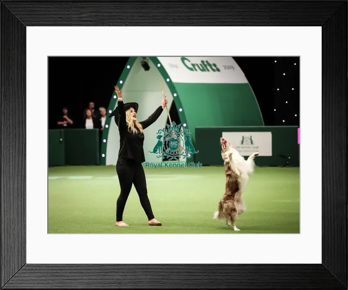 Framed Print : Crufts 2019 - Day Two, NEC, UK - 8 Mar 2019 Framed Print : Crufts 2019 - Day Two, NEC, UK - 8 Mar 2019