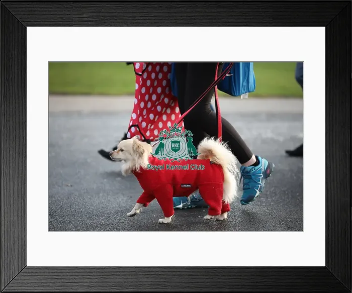 Framed Print : Crufts 2019 - Day Two, NEC, UK - 8 Mar 2019 Framed Print : Crufts 2019 - Day Two, NEC, UK - 8 Mar 2019