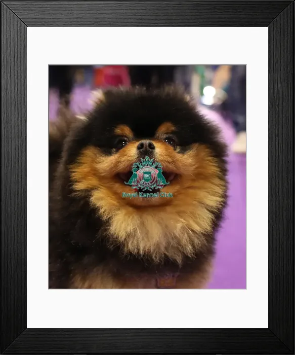 Framed Print : Crufts 2019 - Day Two, NEC, UK - 8 Mar 2019
