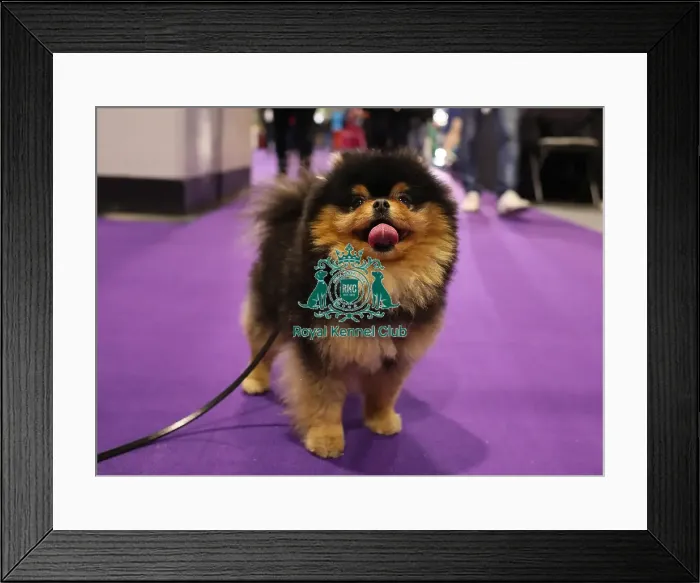 Framed Print : Crufts 2019 - Day Two, NEC, UK - 8 Mar 2019 Framed Print : Crufts 2019 - Day Two, NEC, UK - 8 Mar 2019