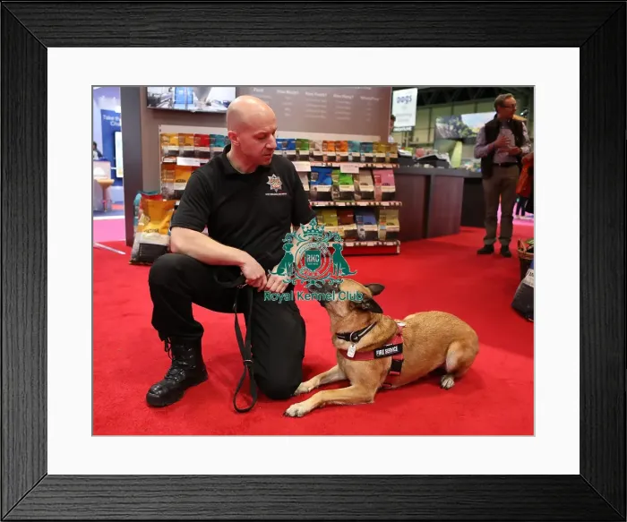 Framed Print : Crufts 2019 - Day Two, NEC, UK - 8 Mar 2019