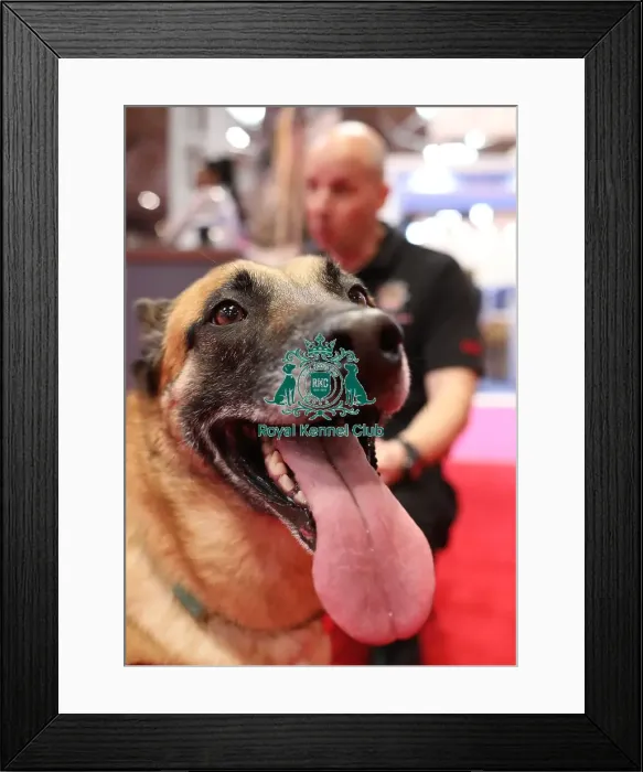 Framed Print : Crufts 2019 - Day Two, NEC, UK - 8 Mar 2019