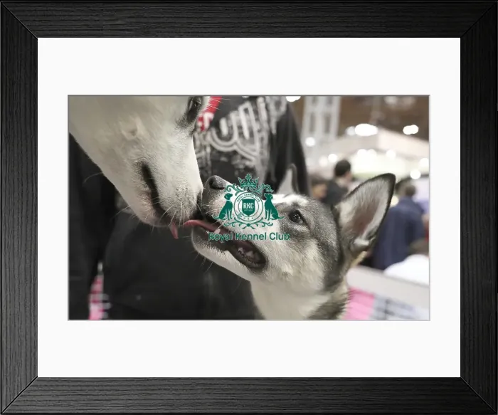 Framed Print : Crufts 2019 - Day Two, NEC, UK - 8 Mar 2019