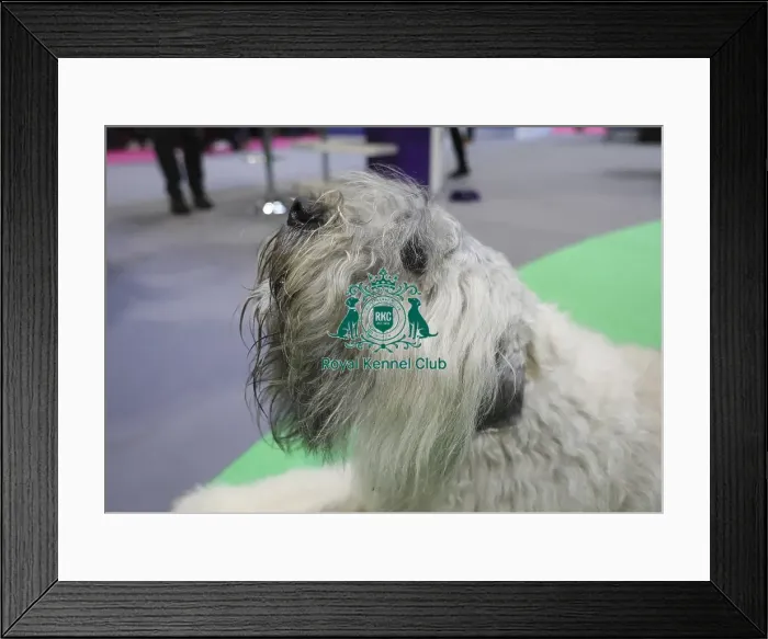 Framed Print : Crufts 2019 - Day Two, NEC, UK - 8 Mar 2019 Framed Print : Crufts 2019 - Day Two, NEC, UK - 8 Mar 2019
