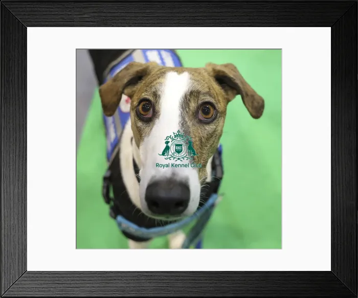 Framed Print : Crufts 2019 - Day Two, NEC, UK - 8 Mar 2019 Framed Print : Crufts 2019 - Day Two, NEC, UK - 8 Mar 2019