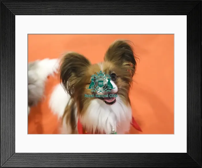Framed Print : Crufts 2019 - Day Two, NEC, UK - 8 Mar 2019 Framed Print : Crufts 2019 - Day Two, NEC, UK - 8 Mar 2019