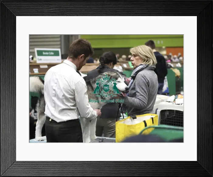 Framed Print : Crufts 2019 - Day Two, NEC, UK - 8 Mar 2019 Framed Print : Crufts 2019 - Day Two, NEC, UK - 8 Mar 2019