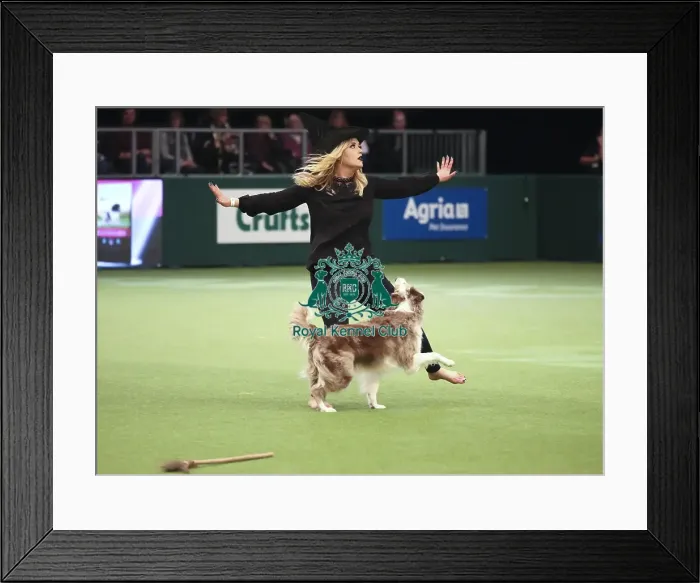 Framed Print : Crufts 2019 - Day Two, NEC, UK - 8 Mar 2019 Framed Print : Crufts 2019 - Day Two, NEC, UK - 8 Mar 2019