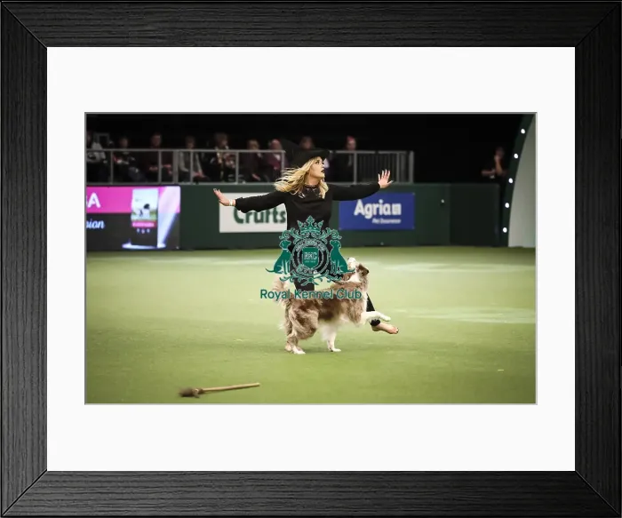 Framed Print : Crufts 2019 - Day Two, NEC, UK - 8 Mar 2019 Framed Print : Crufts 2019 - Day Two, NEC, UK - 8 Mar 2019