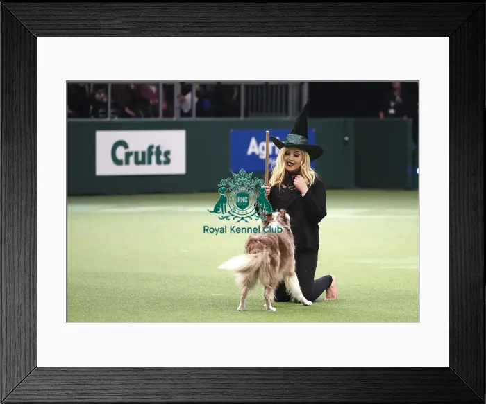 Framed Print : Crufts 2019 - Day Two, NEC, UK - 8 Mar 2019 Framed Print : Crufts 2019 - Day Two, NEC, UK - 8 Mar 2019