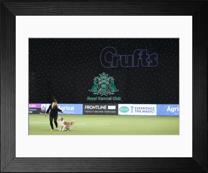 Framed Print : Crufts 2019 - Day Two, NEC, UK - 8 Mar 2019 Framed Print : Crufts 2019 - Day Two, NEC, UK - 8 Mar 2019