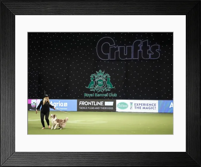 Framed Print : Crufts 2019 - Day Two, NEC, UK - 8 Mar 2019 Framed Print : Crufts 2019 - Day Two, NEC, UK - 8 Mar 2019