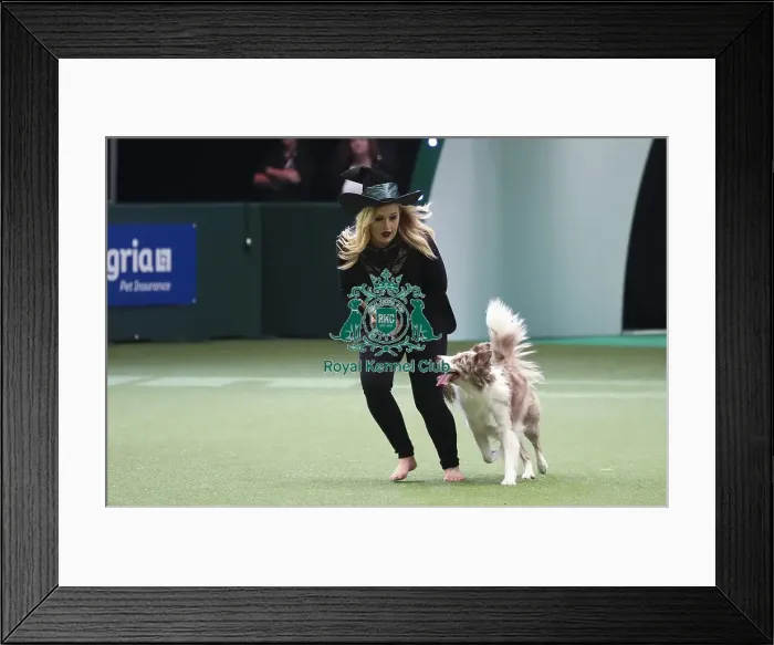 Framed Print : Crufts 2019 - Day Two, NEC, UK - 8 Mar 2019 Framed Print : Crufts 2019 - Day Two, NEC, UK - 8 Mar 2019