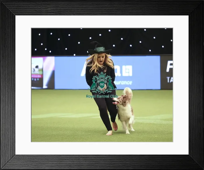 Framed Print : Crufts 2019 - Day Two, NEC, UK - 8 Mar 2019 Framed Print : Crufts 2019 - Day Two, NEC, UK - 8 Mar 2019