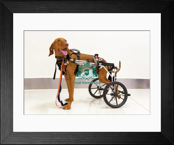 Framed Print : Crufts 2019 - Day One, NEC, UK - 7 Mar 2019 Framed Print : Crufts 2019 - Day One, NEC, UK - 7 Mar 2019