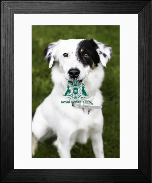 Framed Print : Crufts 2019 - Day One, NEC, UK - 7 Mar 2019 Framed Print : Crufts 2019 - Day One, NEC, UK - 7 Mar 2019