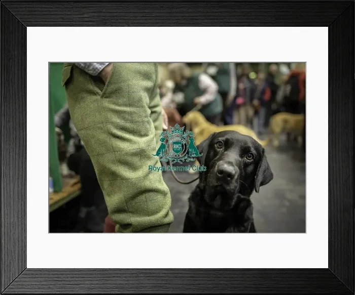 Framed Print : Crufts 2019 - Day One, NEC, UK - 7 Mar 2019 Framed Print : Crufts 2019 - Day One, NEC, UK - 7 Mar 2019