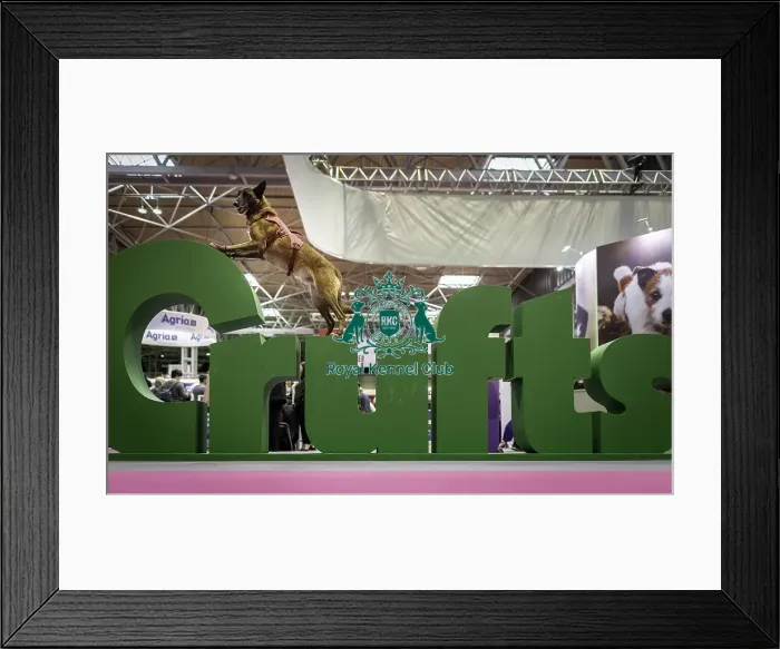 Framed Print : Crufts 2019 - Day One, NEC, UK - 7 Mar 2019 Framed Print : Crufts 2019 - Day One, NEC, UK - 7 Mar 2019