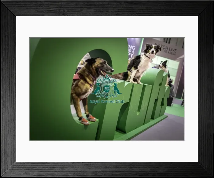 Framed Print : Crufts 2019 - Day One, NEC, UK - 7 Mar 2019 Framed Print : Crufts 2019 - Day One, NEC, UK - 7 Mar 2019