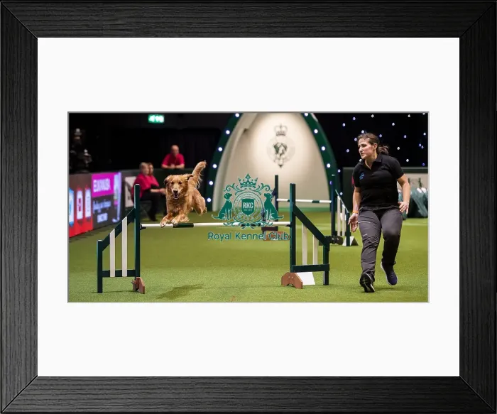 Framed Print : Crufts 2019 - Day One, NEC, UK - 7 Mar 2019 Framed Print : Crufts 2019 - Day One, NEC, UK - 7 Mar 2019