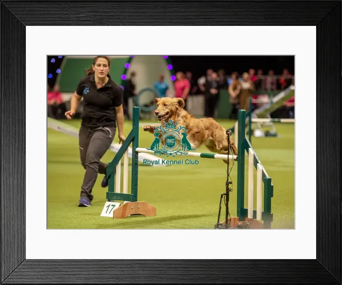 Framed Print : Crufts 2019 - Day One, NEC, UK - 7 Mar 2019 Framed Print : Crufts 2019 - Day One, NEC, UK - 7 Mar 2019
