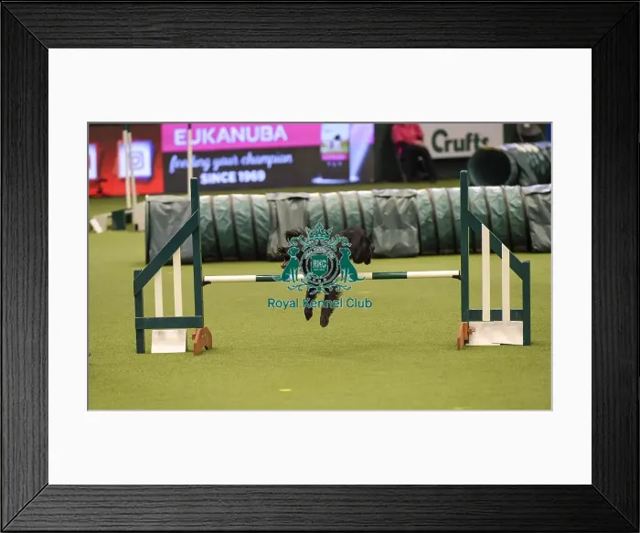 Framed Print : Crufts 2019 - Day Two, NEC, UK - 8 Mar 2019 Framed Print : Crufts 2019 - Day Two, NEC, UK - 8 Mar 2019