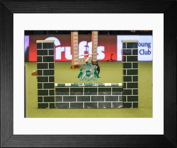 Framed Print : Crufts 2019 - Day Two, NEC, UK - 8 Mar 2019 Framed Print : Crufts 2019 - Day Two, NEC, UK - 8 Mar 2019