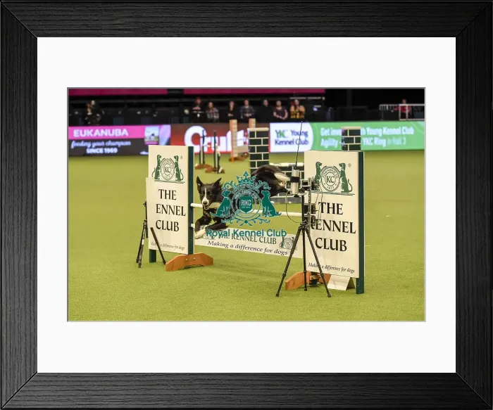Framed Print : Crufts 2019 - Day Two, NEC, UK - 8 Mar 2019 Framed Print : Crufts 2019 - Day Two, NEC, UK - 8 Mar 2019