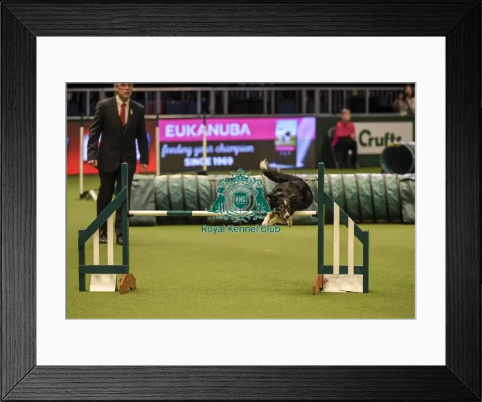 Framed Print : Crufts 2019 - Day Two, NEC, UK - 8 Mar 2019 Framed Print : Crufts 2019 - Day Two, NEC, UK - 8 Mar 2019