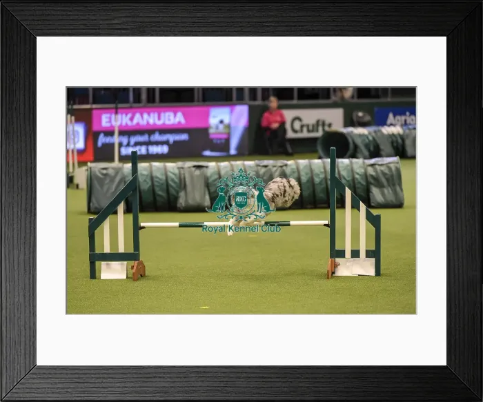 Framed Print : Crufts 2019 - Day Two, NEC, UK - 8 Mar 2019 Framed Print : Crufts 2019 - Day Two, NEC, UK - 8 Mar 2019
