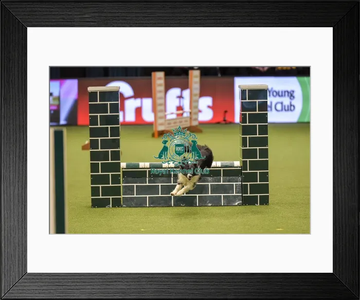 Framed Print : Crufts 2019 - Day Two, NEC, UK - 8 Mar 2019 Framed Print : Crufts 2019 - Day Two, NEC, UK - 8 Mar 2019