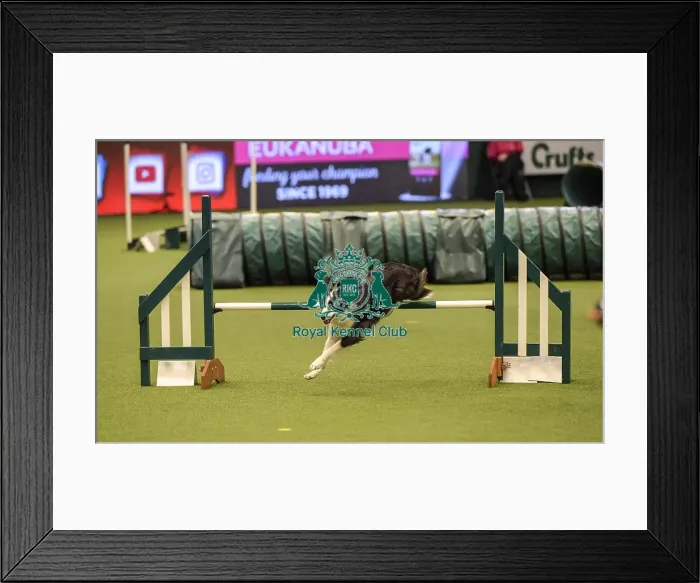 Framed Print : Crufts 2019 - Day Two, NEC, UK - 8 Mar 2019 Framed Print : Crufts 2019 - Day Two, NEC, UK - 8 Mar 2019