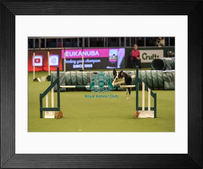 Framed Print : Crufts 2019 - Day Two, NEC, UK - 8 Mar 2019 Framed Print : Crufts 2019 - Day Two, NEC, UK - 8 Mar 2019