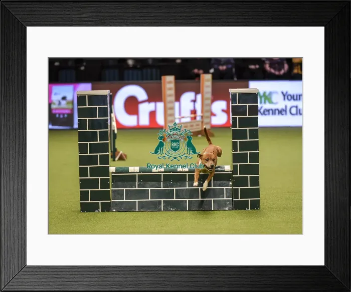 Framed Print : Crufts 2019 - Day Two, NEC, UK - 8 Mar 2019 Framed Print : Crufts 2019 - Day Two, NEC, UK - 8 Mar 2019