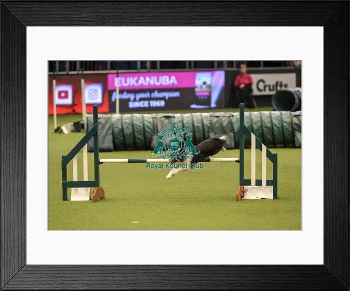 Framed Print : Crufts 2019 - Day Two, NEC, UK - 8 Mar 2019 Framed Print : Crufts 2019 - Day Two, NEC, UK - 8 Mar 2019