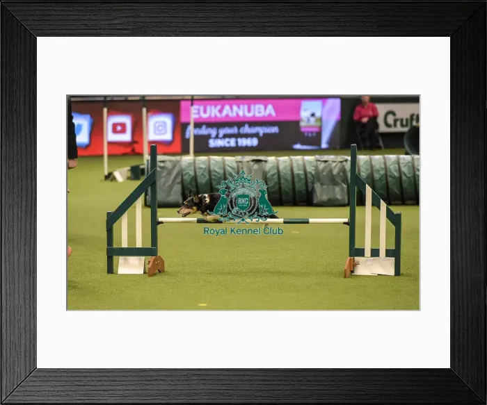 Framed Print : Crufts 2019 - Day Two, NEC, UK - 8 Mar 2019 Framed Print : Crufts 2019 - Day Two, NEC, UK - 8 Mar 2019