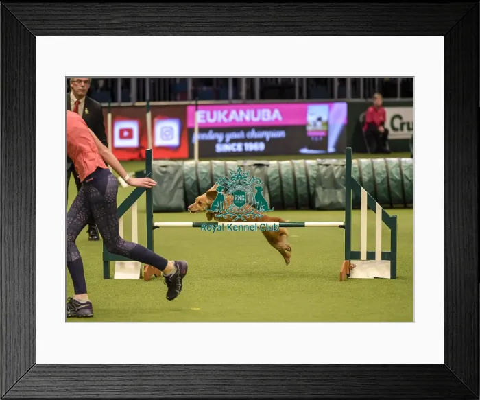 Framed Print : Crufts 2019 - Day Two, NEC, UK - 8 Mar 2019